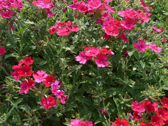 Verbena Lanai® Magenta