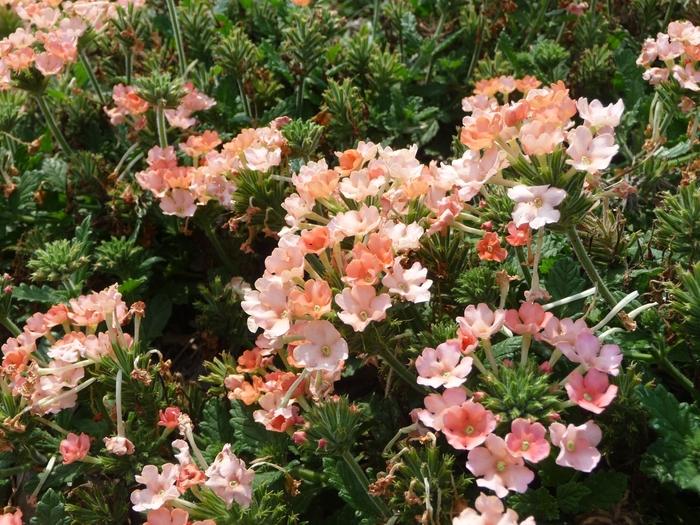 Verbena Lanai® Peach