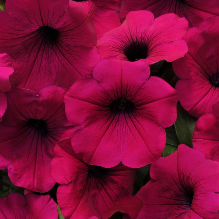 Petunia Wave® Purple Improved