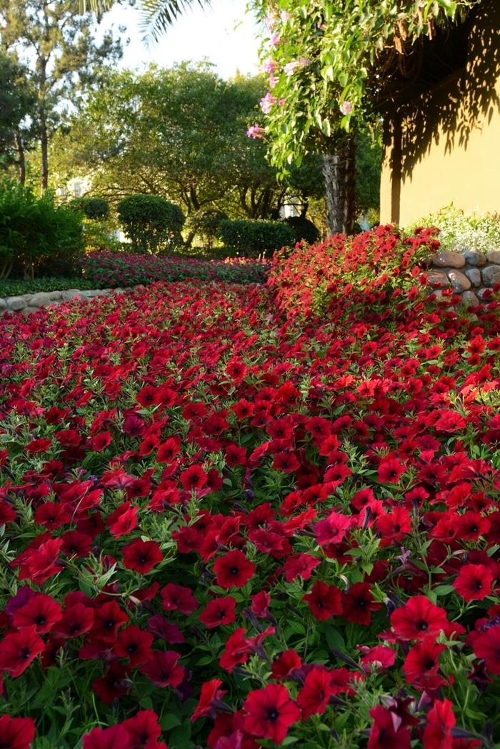 Petunia Tidal Wave® Red Velour