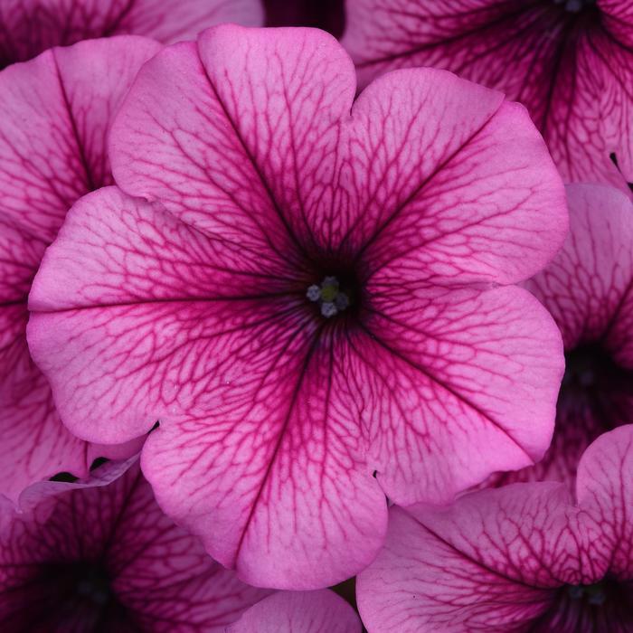 Petunia Easy Wave® Rose Fusion