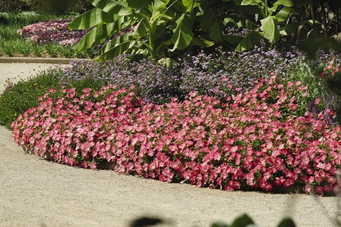 Petunia Easy Wave® Rosy Dawn