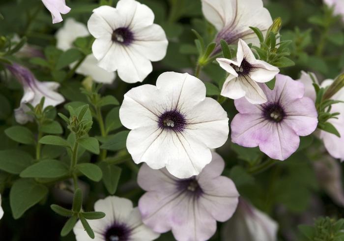 Petunia Tidal Wave® Silver