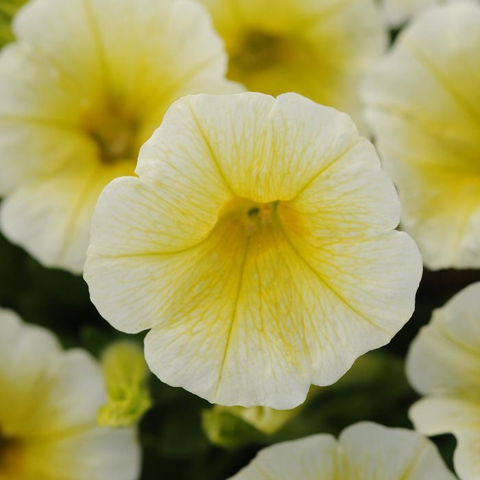 Petunia Shock Wave™ Yellow