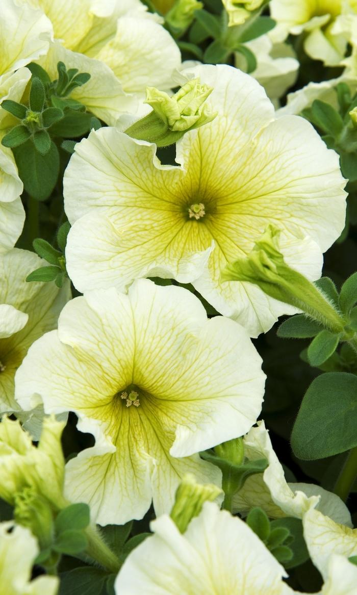 Petunia Madness® Yellow Improved