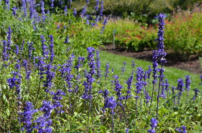 Salvia farinacea Victoria Blue