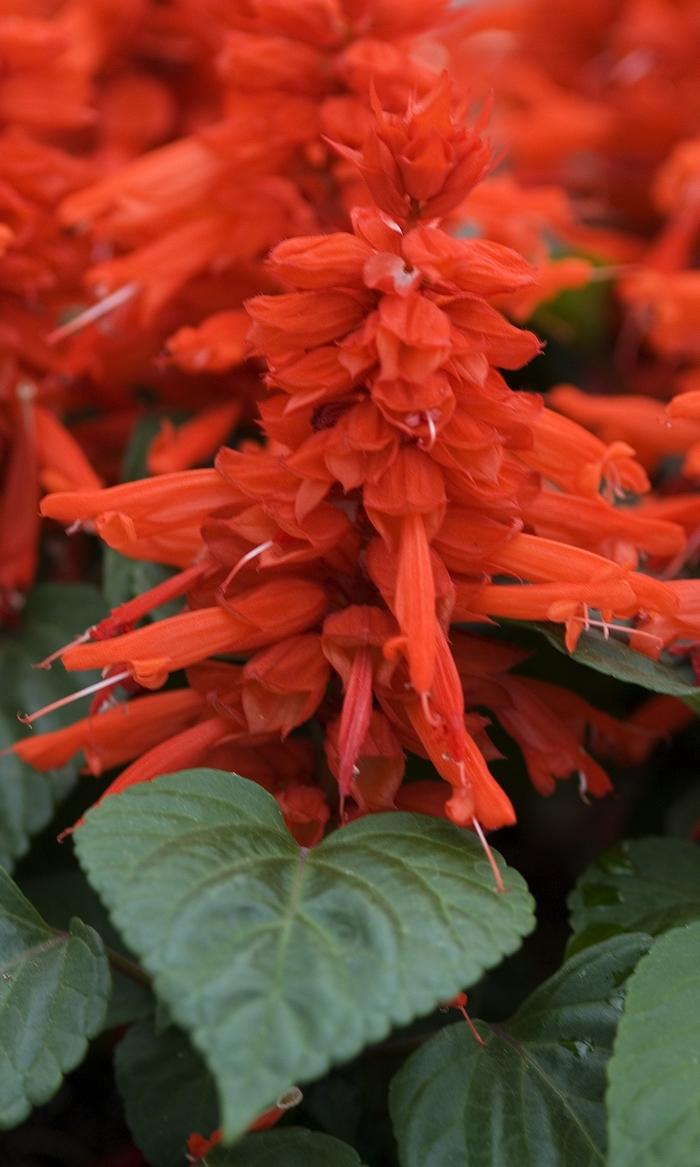 Salvia splendens Red Hot Sally II