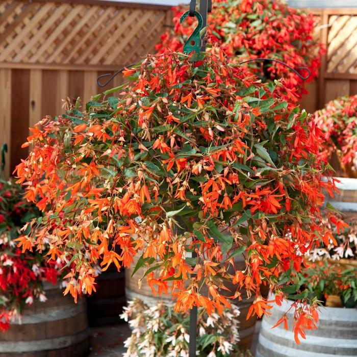 Begonia boliviensis 'Orange' Begonia from George Didden Greenhouses, Inc.