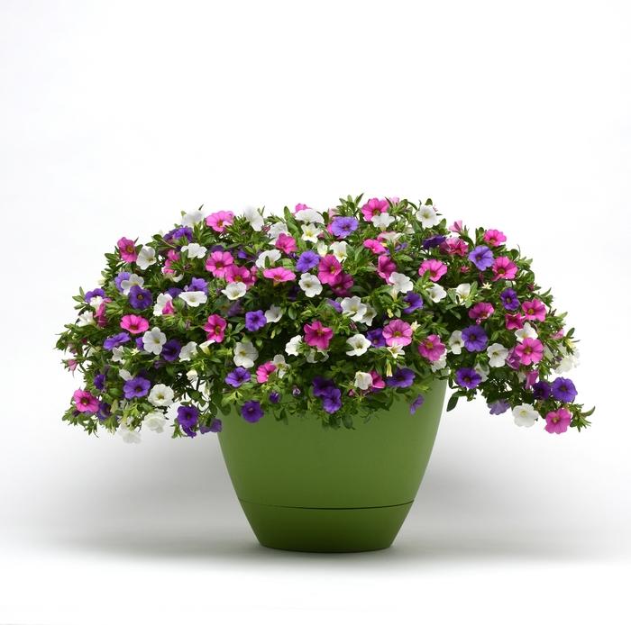 Calibrachoa Trixi® Party Favor