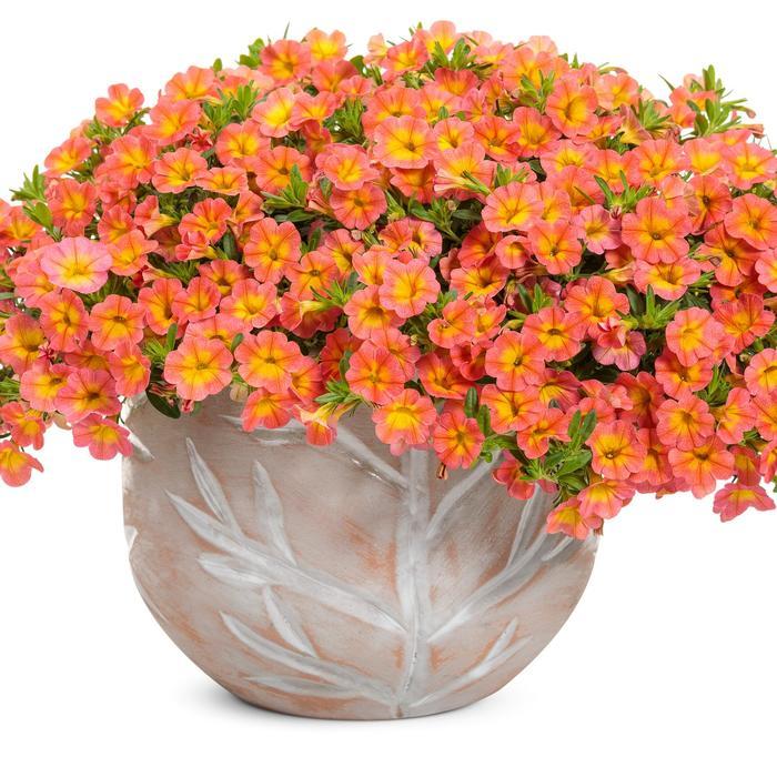 Calibrachoa Superbells® Coral Sun