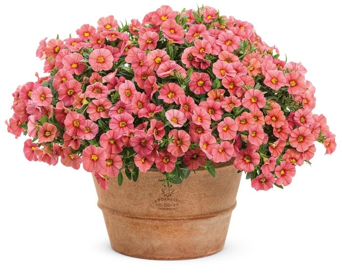 Calibrachoa Superbells® Coralina