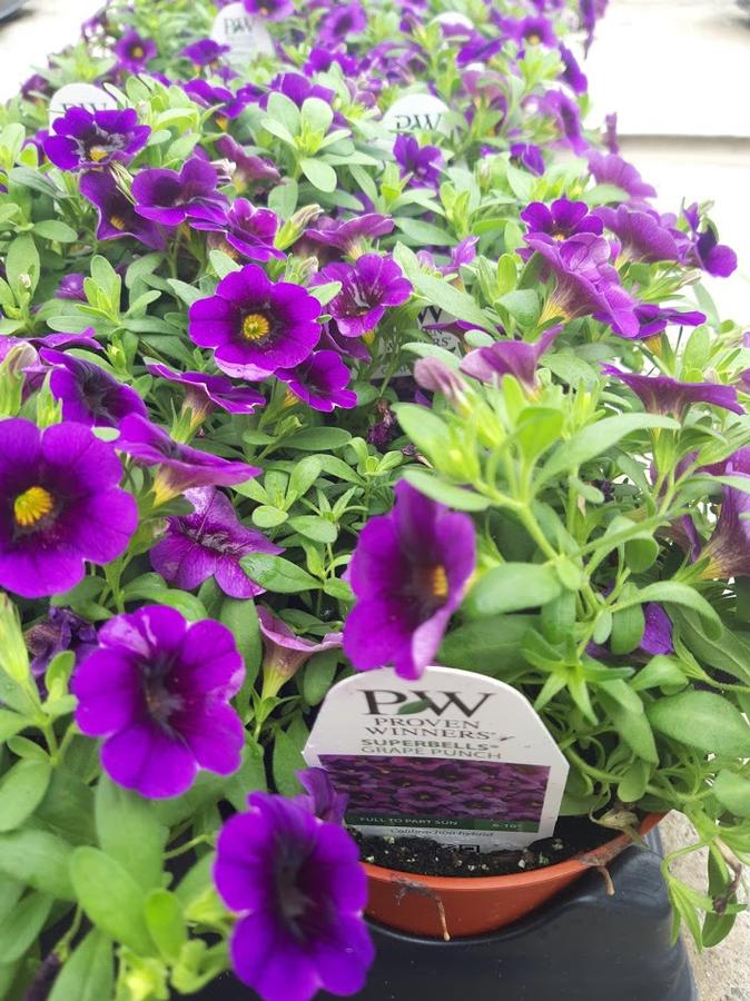 Calibrachoa Superbells® Grape Punch™