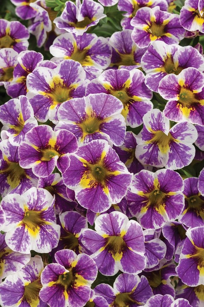 Calibrachoa Superbells® Holy Smokes!®