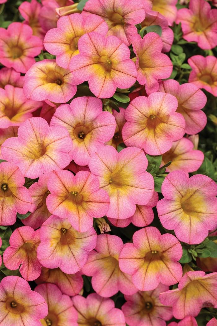 Calibrachoa Superbells® Honeyberry™