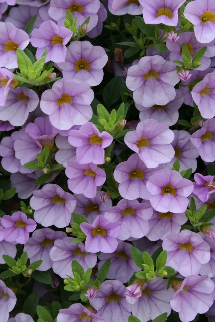 Calibrachoa Superbells® Miss Lilac