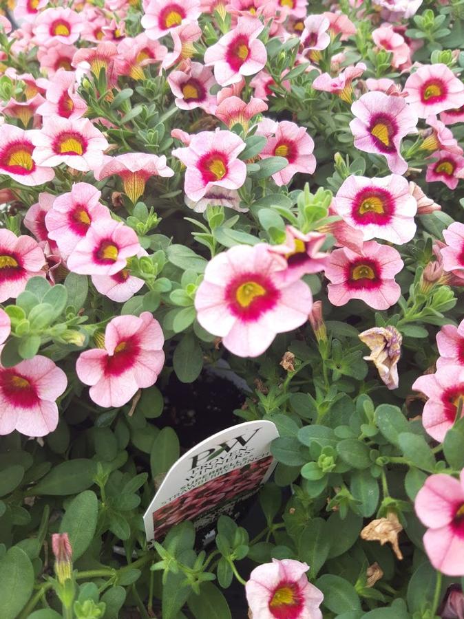 Calibrachoa Superbells® Strawberry Punch™