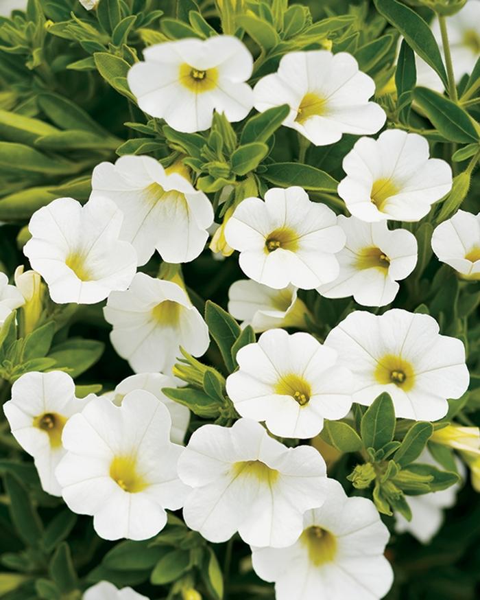 Calibrachoa Superbells® White