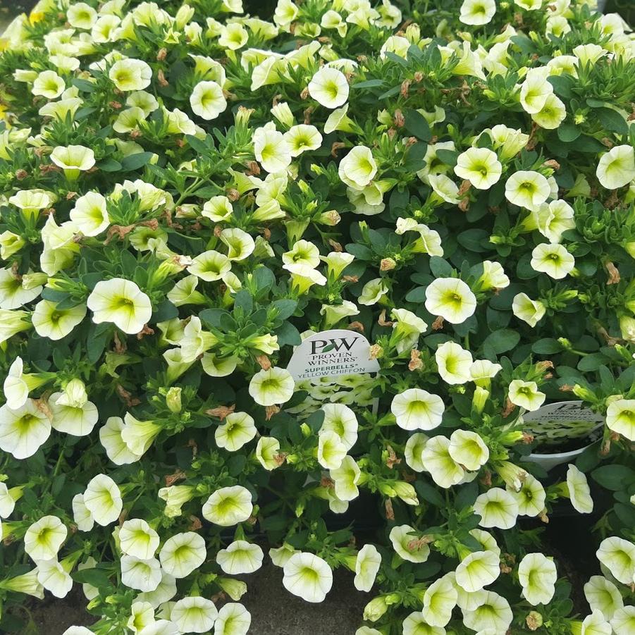 Calibrachoa Superbells® Yellow Chiffon™