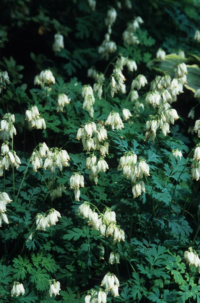 Dicentra spectabilis Alba