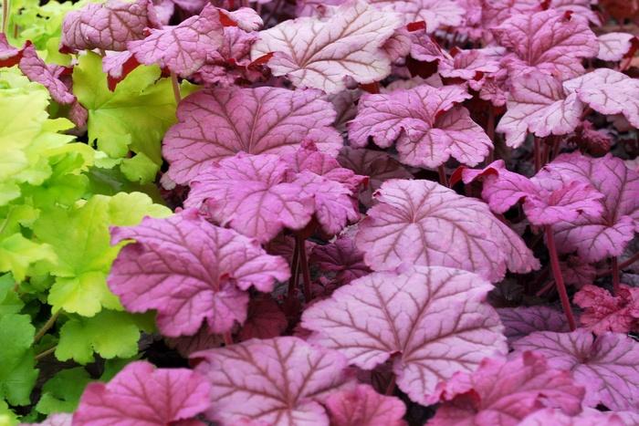 Heuchera Berry Smoothie