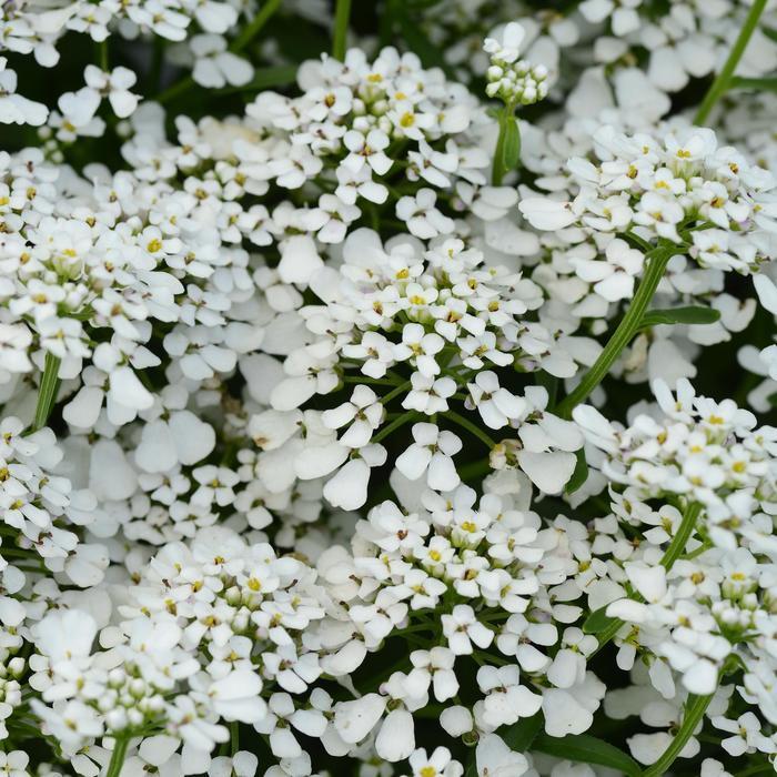 Iberis amara Summer Snowdrift