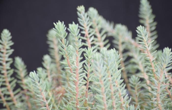 Sedum reflexum Blue Spruce