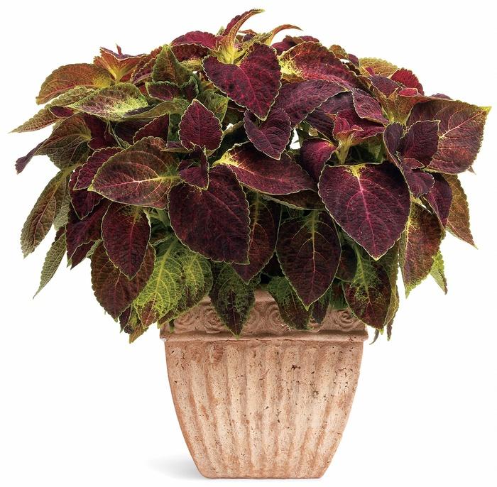 Solenostemon scutellarioides ColorBlaze® Dipt in Wine