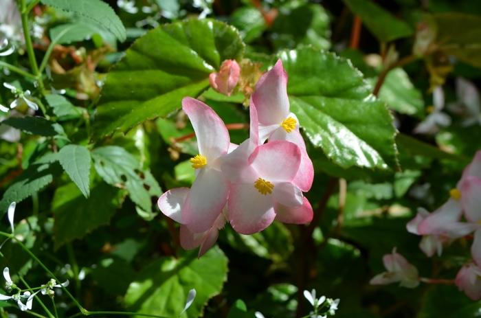 Begonia Richmondensis