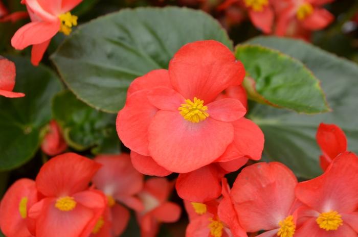 Begonia x benariensis Big™ Red Bronze Leaf