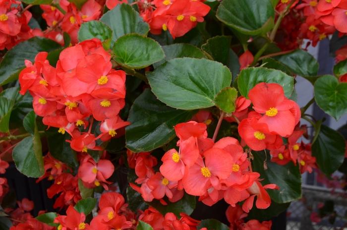 Begonia x benariensis Big™ Red Green Leaf