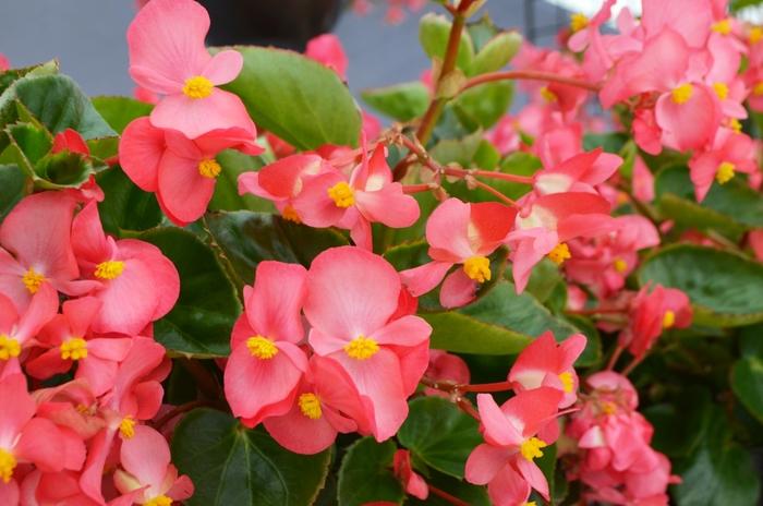 Begonia x benariensis Big™ Rose Green Leaf