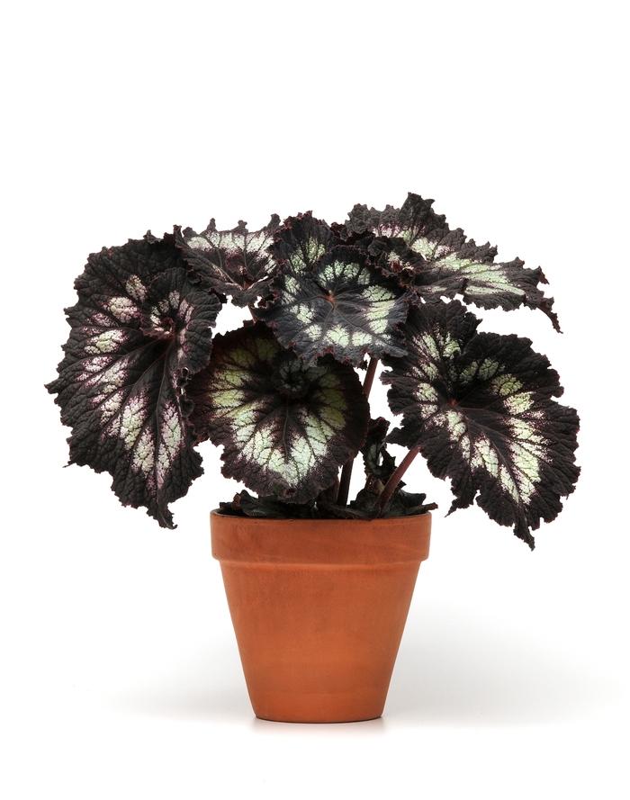 Begonia rex-cultorum Jurassic™ Silver Swirl