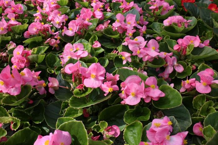 Begonia semperflorens Ambassador Pink