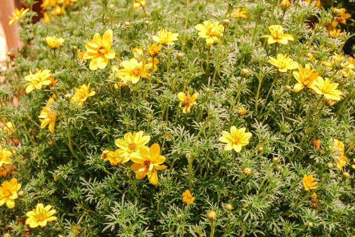 Bidens ferulifolia Goldilocks Rocks®