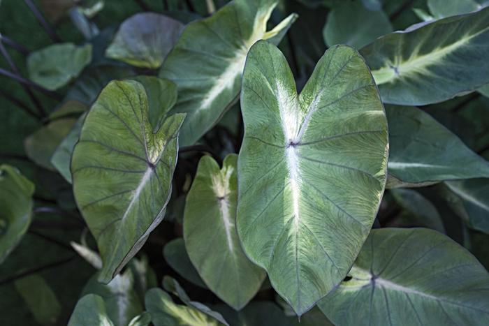 Colocasia esculenta 'Royal Hawaiian® Tropical Storm