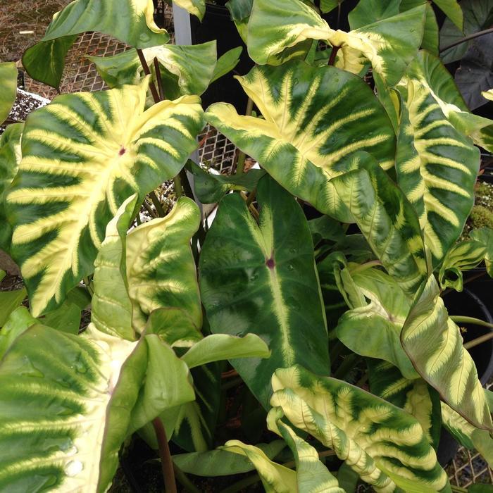 Colocasia esculenta Royal Hawaiian® Maui Sunrise