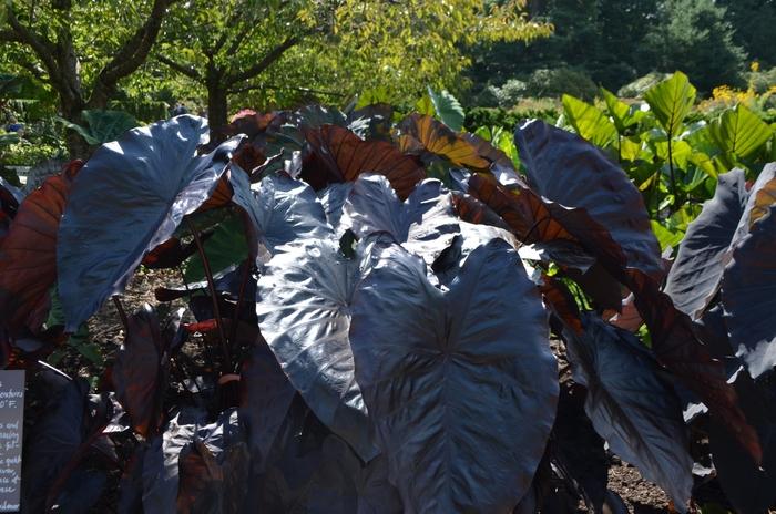 Colocasia esculenta Royal Hawaiian® Black Coral