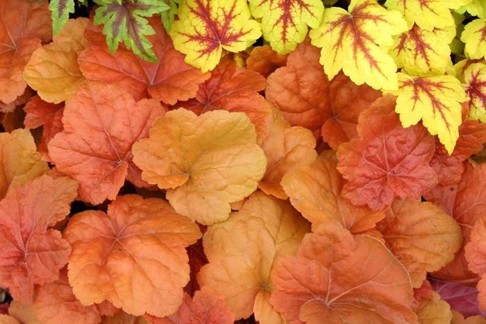 Heuchera Southern Comfort