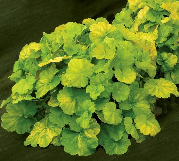 Heuchera Northern Exposure™ Lime