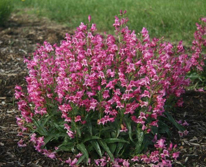 Penstemon Rock Candy® Pink