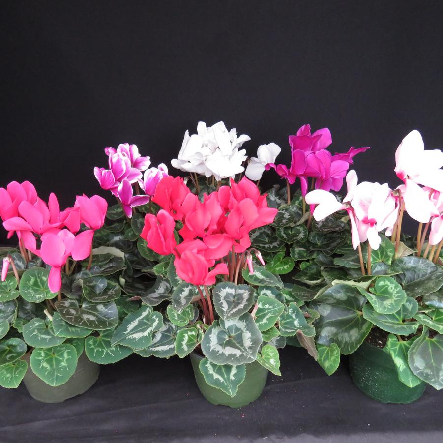 Cyclamen C. persicum 