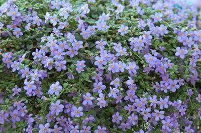 Bacopa Blue/White 