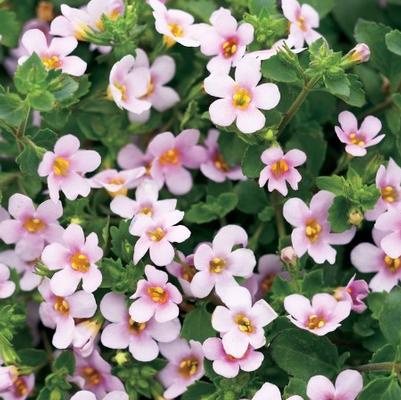 Bacopa Pink/White 