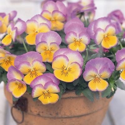 Viola x wittrockiana Ultima Radiance Lilac