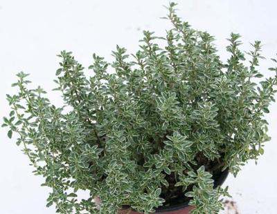 Thymus x citriodorus Silver King