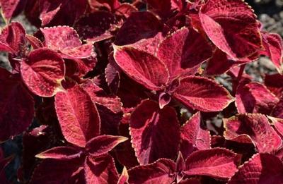 Solenostemon Wizard® Velvet Red