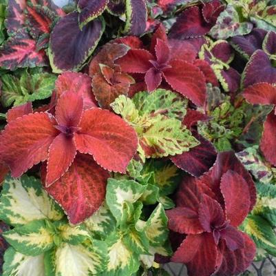 Solenostemon Wizard® Mix Wedgewood