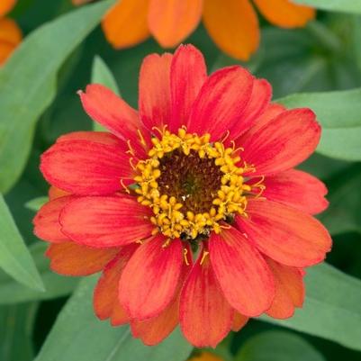 Zinnia Profusion Double Fire