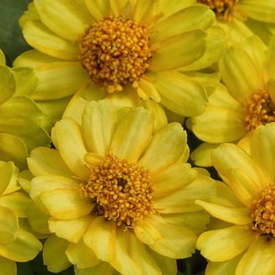 Zinnia Profusion Double Yellow