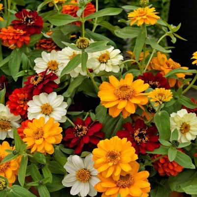 Zinnia Profusion Double Mixed